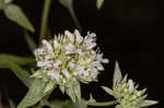 Whorled mountainmint